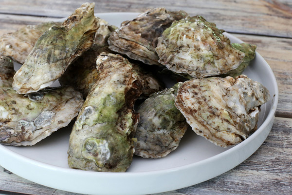 oysters